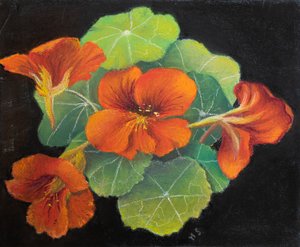 Capucines - Margo Starkey
