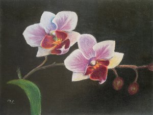 Orchidée dans ma chambre