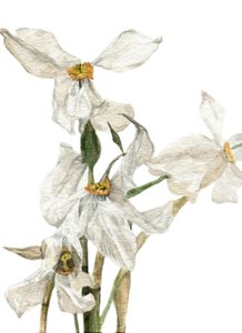 Jonquilles, 2018 - Maria Basea