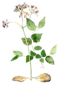 Fleurs, 2018 - Maria Basea