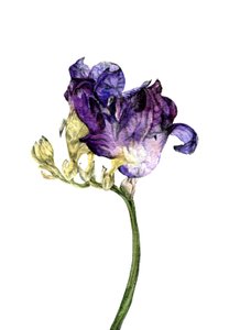 Fleur de freesia, 2018 - Maria Basea