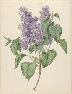 Branche de lilas violets - Maria Geertruida Barbiers Snabilié