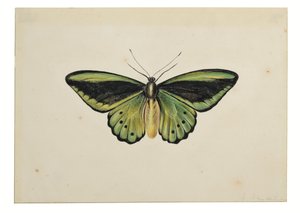 Papillon, Ornithoptère Priamus