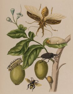 Illustration de 