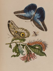 Illustration de 