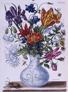Scarabée et différentes fleurs - dess. par Maria Sibylla Merian, n.d., vers fin 18e siècle - Maria Sibylla Merian