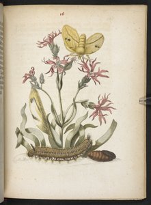 La merveilleuse transformation des chenilles et leur nourriture florale... - Maria Sibylla Merian
