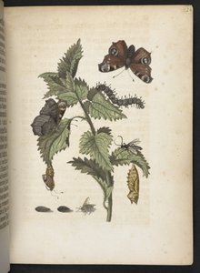 La merveilleuse transformation des chenilles et leur nourriture florale... - Maria Sibylla Merian