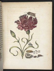 La merveilleuse transformation des chenilles et leur nourriture florale... - Maria Sibylla Merian