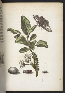 La merveilleuse transformation des chenilles et leur nourriture florale... - Maria Sibylla Merian