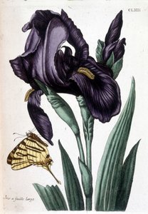 Iris à feuille large - dans « Histoire générale des insectes de Surinam et de toute l