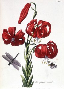 Lys pourpre - dans Histoire générale des insectes de Surinam et de toute l
