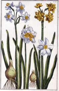 Narcisse - dans « Histoire générale des insectes de Surinam et de toute l