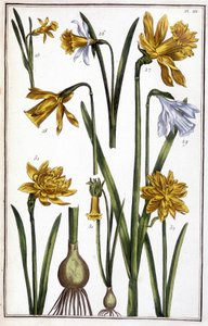 Image inconnue - Maria Sibylla Merian