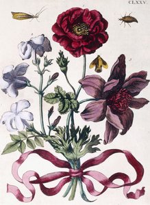 Divers insectes et fleurs européens - Maria Sibylla Merian