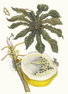 Carica papaya. Du livre Metamorphosis insectorum Surinamensium, 1705 - Maria Sibylla Merian