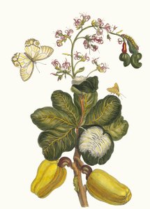 Caschou. Du livre Metamorphosis insectorum Surinamensium, 1705
