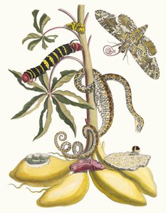 Cassave. Du livre Metamorphosis insectorum Surinamensium - Maria Sibylla Merian