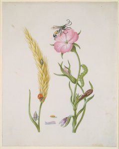 Épi de céréales et nielle du maïs, avec les métamorphoses de la coccinelle à cinq points et de la mouche bleue - Maria Sibylla Merian