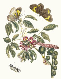 Coronilla Americana Arborescens. Du livre Metamorphosis insectorum Surinamensium, 1705