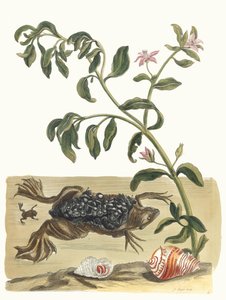 Cresson. Du livre Metamorphosis insectorum Surinamensium, 1705