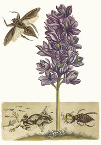 Eichhornia crassipes. Du livre Metamorphosis insectorum Surinamensium, 1705 - Maria Sibylla Merian