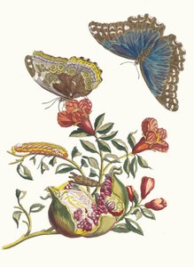 Grenadier. Du livre Metamorphosis insectorum Surinamensium, 1705 - Maria Sibylla Merian
