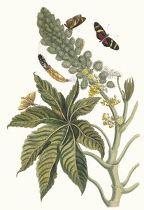 Palma Christi. Du livre Metamorphosis insectorum Surinamensium, 1705 - Maria Sibylla Merian