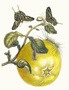 Pompelmous. Du livre Metamorphosis insectorum Surinamensium