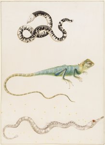 Lézard-ver sud-américain à petite tête, iguane ou lézard arboricole des Indes orientales et syngnathe - Maria Sibylla Merian