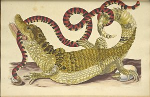 Caïman à lunettes et un faux serpent corail - Maria Sibylla Merian
