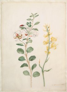  - Maria Sibylla Merian