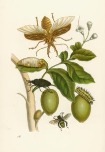 Tabroubabaum, Käfer … / M.S.Merian