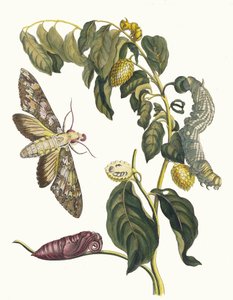 Zursak. Du livre Metamorphosis insectorum Surinamensium (1705)
