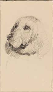 Tête de chien - Maria Wiik