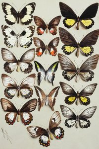 Quinze papillons machaons (Famille Papilionidae) en trois colonnes - Marian Ellis Rowan