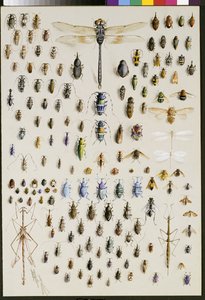 Cent cinquante insectes, dominés en haut par une grande libellule
