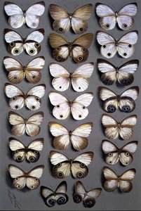 Papillons papous 2