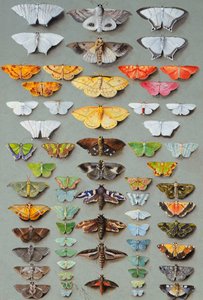 Soixante-trois papillons de nuit, disposés en trois ou cinq colonnes irrégulières - Marian Ellis Rowan