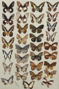 Trente-trois papillons, en quatre colonnes, appartenant aux familles Papilionidae et Danainae - Marian Ellis Rowan