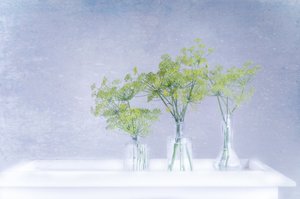 Aneth frais dans des vases en verre - Marie-anne Stas