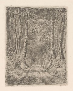 Forêt le long d