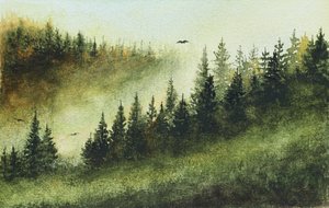 Forêt sempervirente brumeuse
