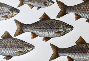 Illustration d