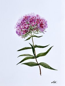 Floraison botanique éclatante