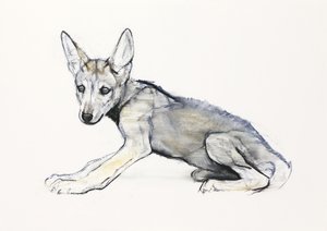 Louveteau arabe adolescent, 2009 - Mark Adlington