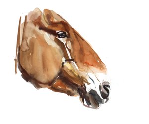 Tête Ancienne (Przewalski), 2012 - Mark Adlington