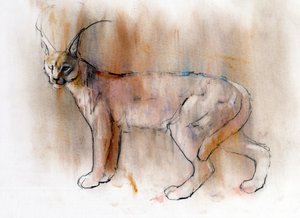 Caracal arabe, 2009 - Mark Adlington