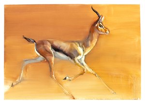Gazelle arabe, 2010 - Mark Adlington