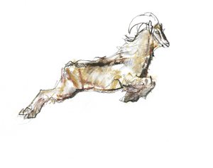 Tahr arabe, 2009 - Mark Adlington